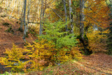 Fototapeta Na drzwi - Colorful leaves of trees in the autumn forest, colors of leaf-fall. Autumnal forest landscape.