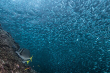 Shoals Of Sardine Being Hunted By Red Snappers