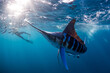 © Connect Images - Striped marlin hunting mackerel and sardines, photographed by diver