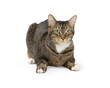 © adogslifephoto - Tabby Cat Lying Down on White Isolated