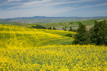 Sticker - Expansive field of canola, Palouse agricultural region of Eastern Washington State.