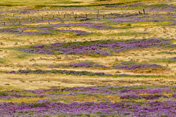 Wall Mural - Large field of Bird Vetch on prairie near Palouse Falls State.