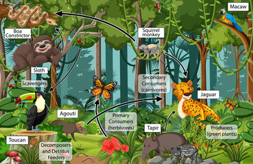 diagram showing food web in the rainforest