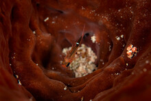Underwater View Of A Small Cardinal Fish Camouflaged In Protective Coral, Eleuthera, Bahamas