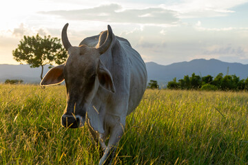 Wall Mural - cattle in the farm pasture at the end of the day