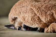 Chihuahua Resting Underneath Blanket On Couch