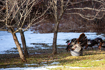 Wall Mural - Wild Wisconsin turkeys (meleagris gallopavo) in the courtship ritual in March