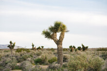 Joshua Tree In Desert Landscape, Olancha, California, US