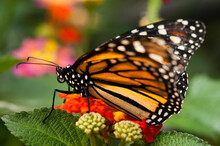 Monarch Butterfly (Danaus Plexippus), La Paz Waterfall Gardens, Vara Blanca, Costa Rica