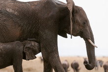 African Elephant (Loxodonta Africana) And Cub, Masai Mara National Reserve, Kenya