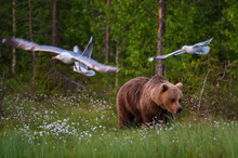 European Brown Bear (Ursus Arctos) Walking In Meadow Of Blooming Cotton Grass, Seagulls Flying Above, Kuhmo, Finland