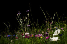 Field With Wild Flowers At Night