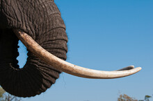 Details Of African Elephant (Loxodonta Africana) Trunk And Tusk, Abu Camp, Okavango Delta, Botswana