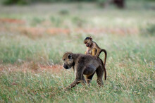 Yellow Baboon (Papio Hamadryas Cynocephalus) And Infant, Tsavo East National Park, Kenya
