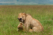 Lions Mating (Panthera Leo), Masai Mara National Reserve, Kenya