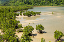 Mangrove Forest On The Uraguchi River With Beautiful Shrubs, Sand And Clear Waters At Low Tide. Iriomote Island.