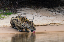 Jaguar (Panthera Onca) Drinking River Water, Pantanal, Mato Grosso, Brazil