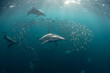 © Connect Images - Sardine baitballs being hit by multiple predators