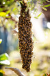 © Connect Images - Swarm of bees hanging on tree