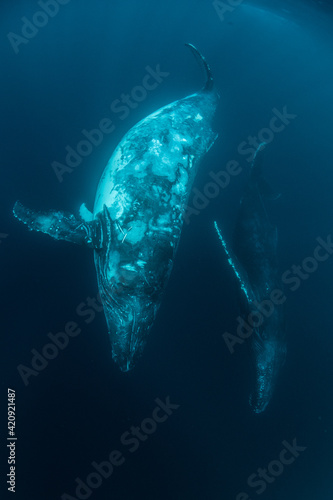 0以上 くじら 壁紙 アニメーション クールな写真のイラスト