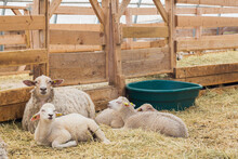 Arcott Rideau Lambs In Sheep Pen Being Bred And Raised For Meat, Quebec, Canada