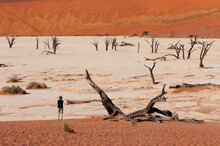 Traveller Looking Out At Dead Trees, Deadvlei, Sossusvlei, Namib Naukluft Park, Namib Desert, Namibia