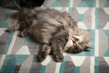 A Large Norwegian Forest Cat With Luxuriant Grey Fur Laying On A Carpet, Mouth Out And Tongue Out.