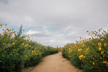 Bush Sunflower, Encelia Californica, Growing Along A Path Near Santa Barbara, California, USA.