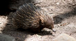the Australian echidna is looking for ants to eat
