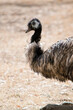 this is a side view of an emu