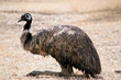 this is a side view of an Australian emu