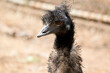 this is a close view of an Australian emu