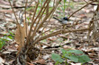 the fairy wren is a small blue and black bird with a white bottom