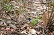 this is a side view of a  fairy wren