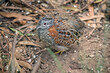 the king quail is looking for food