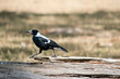 this is a side view of a  magpie