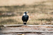the magpie is standing on a log