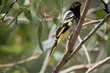 the new holland honey eater is perched in a bush