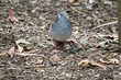 the peaceful dove is walking on leaves and twigs on the floor of the forest