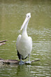 the pelican is balancing on a log