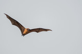 Fototapeta  - Indian flying fox,  indian Bat Flying with sky back ground, clear view of the bat 