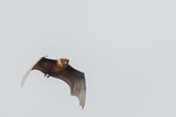 Fototapeta  - Indian flying fox,  indian Bat Flying with sky back ground, clear view of the bat 