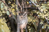 Fototapeta  - Scops owls are typical owls in family Strigidae, most of them belonging to the genus Otus and are restricted to the Old World. Otus is the largest genus of owls in terms of number of species. 