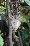 Fototapeta  - Scops owls are typical owls in family Strigidae, most of them belonging to the genus Otus and are restricted to the Old World. Otus is the largest genus of owls in terms of number of species. 