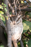 Fototapeta  - Scops owls are typical owls in family Strigidae, most of them belonging to the genus Otus and are restricted to the Old World. Otus is the largest genus of owls in terms of number of species. 