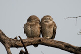 Fototapeta  - Spotted owlet couple kissing. intimate kissing on the tree branch. 