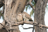 Fototapeta  - Spotted owlet couple kissing. intimate kissing on the tree branch. 