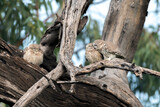 Fototapeta  - Spotted owlet couple kissing. intimate kissing on the tree branch. 