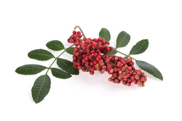 Schinus terebinthifolia fruits and green leaves isolated on white background.