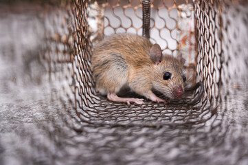 A brown rat (Rattus norvegicus) or common rat inside a cage in the natural light.

